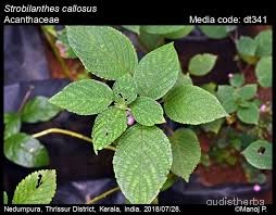Strobilanthes callosus leaf2.jpg